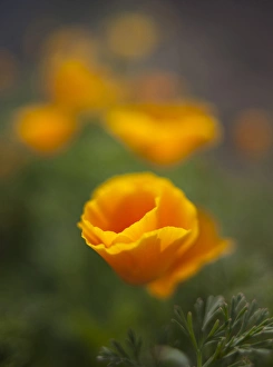 Brent Bergherm Prints: Orange California Poppy with isolated selective focus