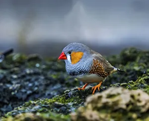 Plumage Prints: Orange-cheeked Waxbill Close-Up. Originated Western Africa