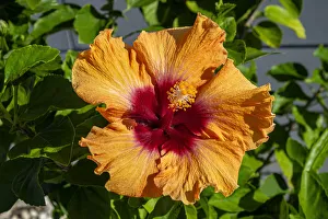 Images Dated 22nd January 2021: Orange Chinese Hibiscus