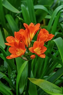 Floral & Botanical Collection: Orange Clivia
