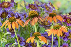 Painted Tongue Prints: Orange cone flower with backdrop of purple painted tongue
