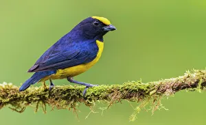Cloud Forest Prints: Orange-crowned Euphonia, cloud forest, Ecuador