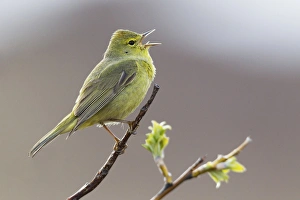 Images Dated 9th June 2014: Orange-crowned Warbler Singing