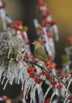 Perching Prints: Orange-crowned Warbler (Vermivora celata), adult perched on icy branch of Possum Haw Holly