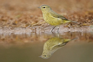 Images Dated 12th December 2009: Orange-crowned Warbler (Vermivora celata) drinking at south Texas pond