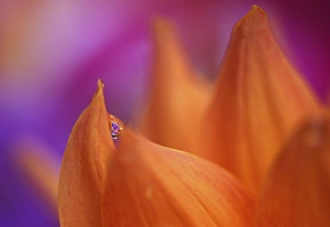 Dahlia Hortensis Prints: Orange Dahlia with dew drop, Sammamish Washington
