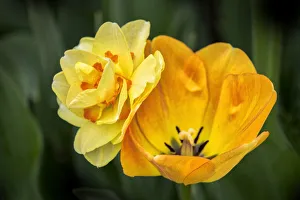 Images Dated 3rd September 2019: Orange Darwin hybrid tulip and double daffodil, USA