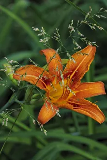 Whitefish Prints: Orange daylily in Whitefish, Montana, USA