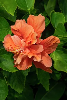 Orange double ruffled Chinese hibiscus