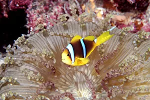 Images Dated 12th July 2006: Orange-fin Anemonefish in Beaded Sea Anemone