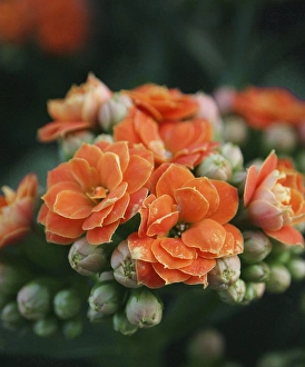 Images Dated 7th April 2011: orange flowers
