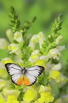 The Orange Gull butterfly, Cepora iudith malaya