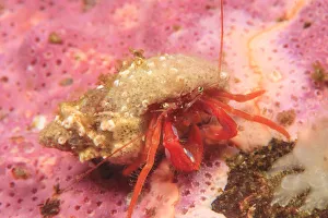 Adventure Prints: Orange Hermit Crab (Ellassochirus gilli) Saint Lazerius Island near Sitka, S. E