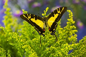 Images Dated 1st November 2014: The Orange Kite Swallowtail Butterfly, Eurytides thyastes