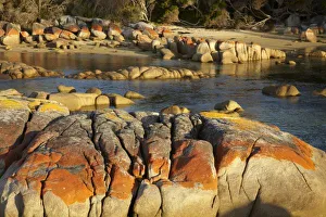 Foreshore Prints: Orange Lichen on
