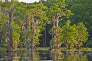 Mossy Prints: Orange light of sunrise coloring bald cypress and Spanish moss on Caddo Lake, Texas, USA