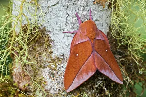 Heart Shape Prints: Orange Moth with heart shape white markings on its wings, forest of Northern Peru