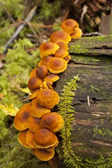 Fern Prints: Orange mushrooms growing on a log in a forest, Sechelt, British Columbia, Canada