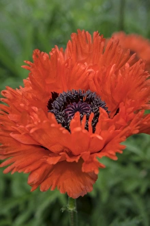 Orange Oriental Poppies, USA