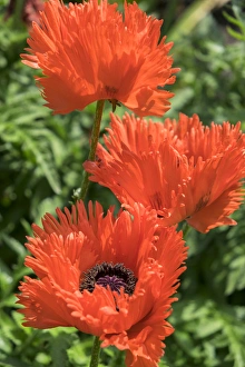 Poppy Prints: Orange Oriental Poppies, USA