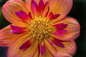 Bellevue Prints: Orange pink Collarette Dahlia Blooming. Dahlia named Kelsey Annie Joy
