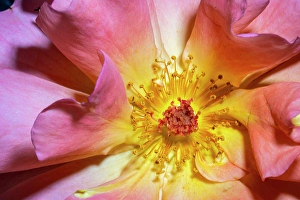 Lee Klopfer Prints: Orange, pink, yellow rose