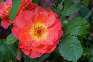 Lee Klopfer Prints: Orange, pink, yellow rose