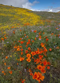 Lupin Prints: Orange Poppies, Goldfields and Filaree are protected from Wind near Lancaster