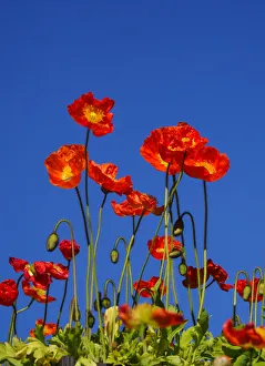 Orange poppies from below looking up
