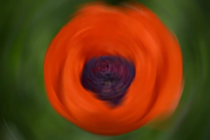 Images Dated 31st May 2015: Orange Poppy