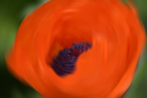 Savanah Stewart Prints: Orange Poppy