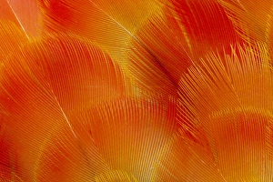Macaw Prints: Orange and Red Breast Feathers of the Camelot Macaw
