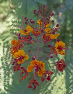 Orange and red circular flower, Red Bird of Paradise, Desert Botanical Gardens, Phoenix