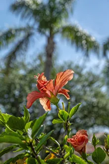 Images Dated 22nd January 2021: Orange Rose Mallow