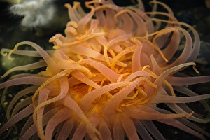 Waving Prints: An orange sea anemone waving tentacles in the water