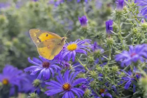 Nectaring Prints: Orange Sulphur on Frikarts Aster