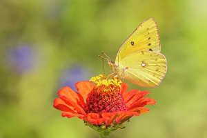 Images Dated 10th June 2024: Orange sulphur on zinnia, Marion County, Illinois