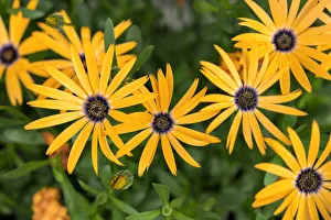 Images Dated 3rd September 2019: Orange Symphony, Osteospermum hybrid, African Daisy, USA