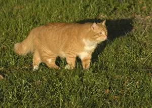Orange tabby cat walking in the grass Florida backyard