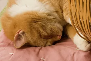 Orange tabby sleeping