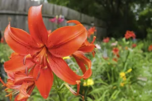 Anna Miller Prints: Orange tiger lily
