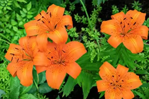 Floral & Botanical Gallery: Orange tiger lily, USA