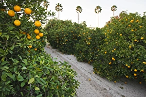 Fragrant Prints: Orange trees in grove, Mission, Texas, winter