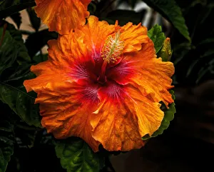 Place Prints: Orange tropical fiesta hibiscus flowers, Easter Island, Chile