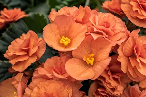 Orange Color Prints: Orange tuberous begonia, USA