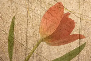 Orange tulip and grass photo montage