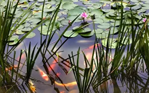 Carp Prints: Orange White Carp Fish Pink Water Lily Pond Chengdu Sichuan China