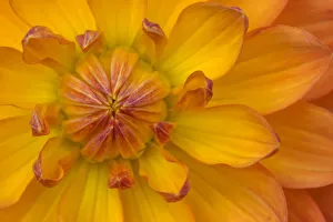 Bellevue Prints: Orange yellow Waterlily Many Petals Dahlia Blooming