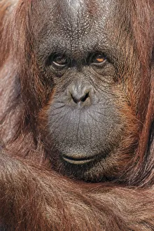 Great Ape Prints: Orangutan, Pongo, native to Borneo and Sumatra
