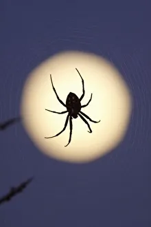 South Texas Prints: Orb spider on web
